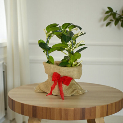 Carbeth Plants Stephanotis On Hoop Gift WrappedMadagascar Jasmine Indoor Houseplant Gift from B&Q