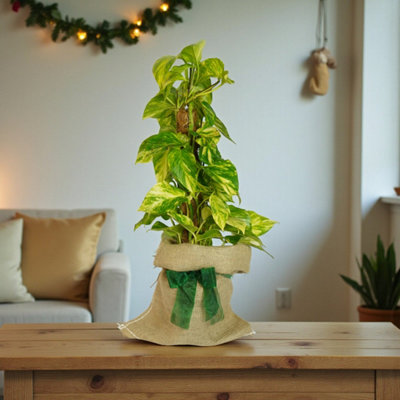 Carbeth Plants Pothos On Moss Pole Gift WrappedFast Growing Indoor Climber Plant Gift from B&Q