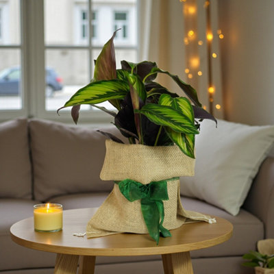 Carbeth Plants Calathea Majestic Gift WrappedDecorative Foliage Indoor Houseplant Gift from B&Q