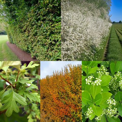 Carbeth Plants Rhs Pollinator Friendly 50 X Bare Root Hedging Mix - Native Wildlife Hedge Large B&Q