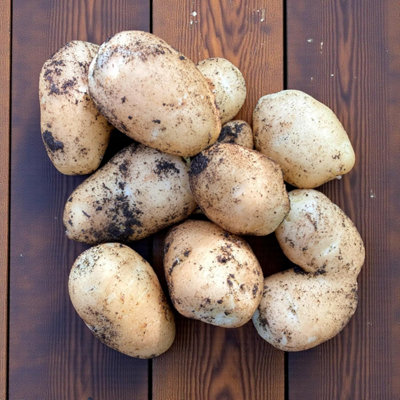 Carbeth Plants Seed Potatoes International Kidney 2Kg BagEarly Maincrop Waxy New Potato Reliable Tubers For GardensAllotments & Grow Bags from B&Q