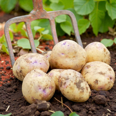 Carbeth Plants Seed Potatoes Organic Colleen 1.5Kg BagEarly Maincrop Easy To Grow Yielding Potato Tubers For GardensAllotments & Grow Bags from B&Q