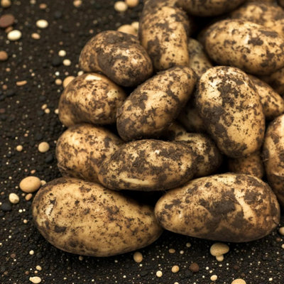 Carbeth Plants Seed Potatoes Charlotte 2Kg BagSecond Early Waxy High Yielding Salad Potato Tubers For GardensAllotments & Grow Bags from B&Q