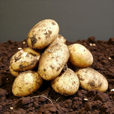 Carbeth Plants Seed Potatoes Nicola 2Kg BagSecond Early Smooth Waxy High Yielding Salad Potato Tubers For GardensAllotments & Grow Bags from B&Q