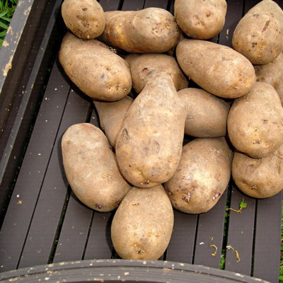 Carbeth Plants Seed Potatoes Golden Wonder 2Kg BagLate Maincrop High Yielding Potato Tubers Perfect For GardensAllotments & Grow Bags from B&Q