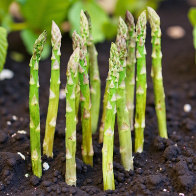 B&Q -  3 X Asparagus Crown Boonlim Roots For PlantingPremium Quality Vegetable Perennials For Kitchen Gardens & Allotments