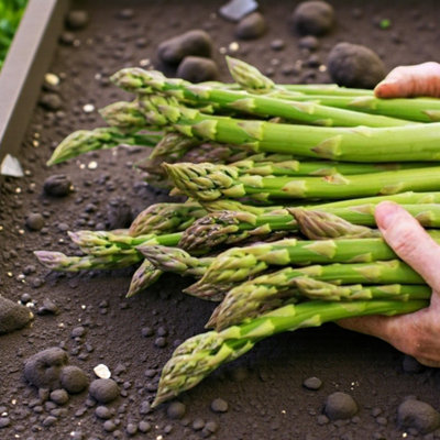 B&Q -  3 X Asparagus Crown Avalim Roots For PlantingPremium Quality Vegetable Perennials For Kitchen Gardens & Allotments