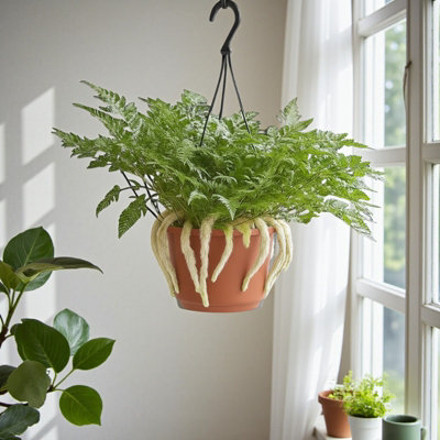 Carbeth Plants White Rabbit Foot Fern In 18Cm Hanging PotUnique Foliage Indoor Houseplant from B&Q