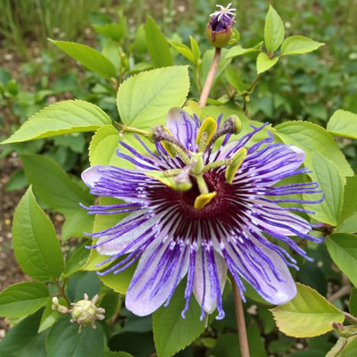 Carbeth Plants 2 X Passiflora Purple Haze Plant In 9Cm PotHardy Passion FlowerSemi Evergreen Garden Perennial from B&Q