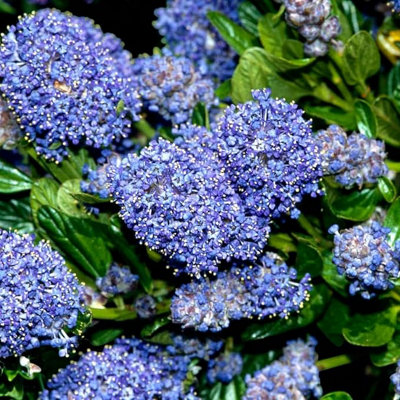 Carbeth Plants 1 X Ceanothus Puget Blue Shrub In 9Cm PotEvergreen Blue Flowering ShrubHardyGarden Ready Outdoor Plant For Borders & Walls from B&Q