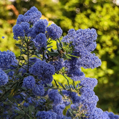 Carbeth Plants 2 X Ceanothus Skylark Shrub In 9Cm PotEvergreen Blue Flowering ShrubHardyGarden Ready Outdoor Plant For Borders & Walls from B&Q