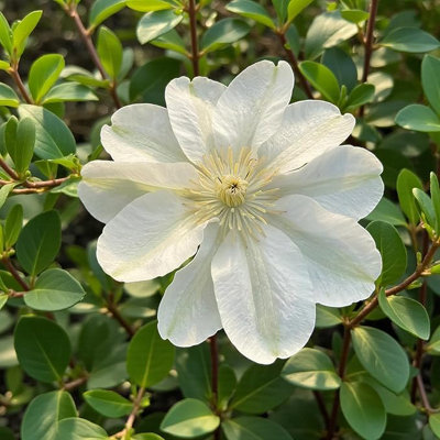B&Q -  3 X Clematis Guernsey Cream In 9Cm PotSummer Flowering Garden Ready Shrub