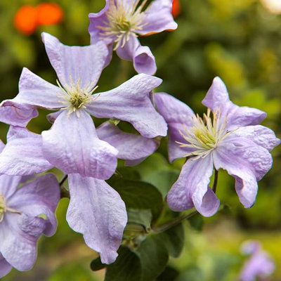 Carbeth Plants 1 X Clematis Prince Charles In 9Cm PotSummer Flowering Garden Ready Shrub