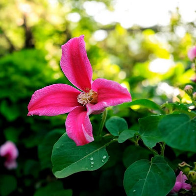 Carbeth Plants 2 X Clematis Princess Diana In 9Cm PotSummer Flowering Garden Ready Shrub