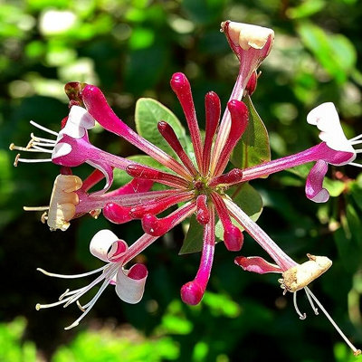 Carbeth Plants 2 X Lonicera Red World Honeysuckle In 9Cm PotScented Climbing Plant from B&Q