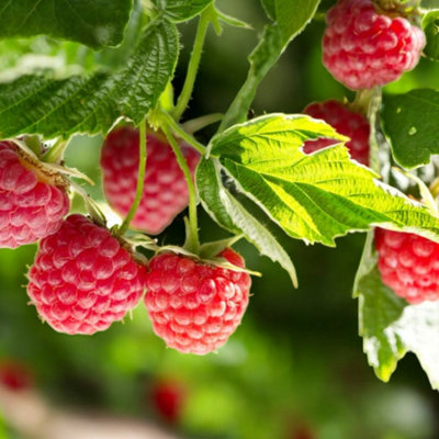Carbeth Plants Raspberry Cascade Delight Fruit Plant In 9Cm PotEasy Grow Fruit Bush For Gardens & Allotments from B&Q