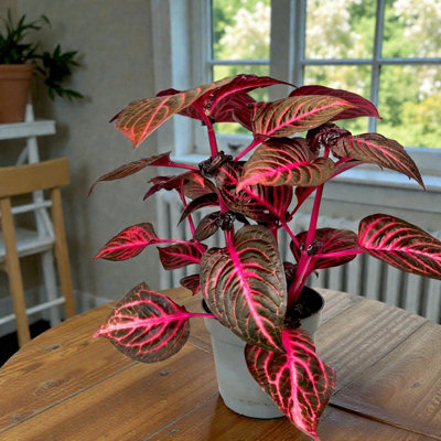 Carbeth Plants 1 X Iresine Herbstii Red Redstar In 13Cm PotEasy Care Indoor Houseplant from B&Q