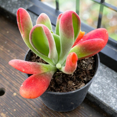 Carbeth Plants 2 X Kalanchoe Oricula In 8.5Cm PotEasy Care Indoor Houseplant from B&Q