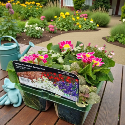 B&Q -  Perennial Favourites Mixed1 X Jumbo 6 Pack Bedding PlantsGarden Ready