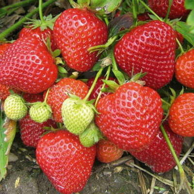Carbeth Plants 6 X Strawberry Elsanta Bare RootsHigh Yielding Fruit Plants For Beginners from B&Q