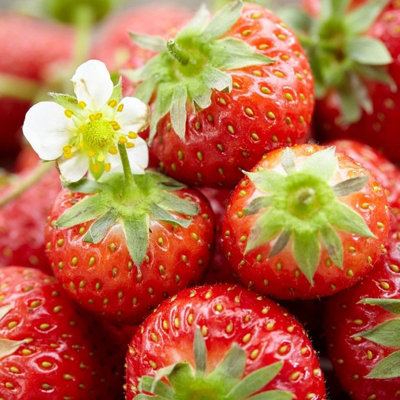 Carbeth Plants 36 X Strawberry Sweetheart Bare RootsHigh Yielding Fruit Plants For Beginners from B&Q