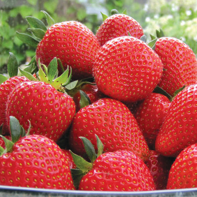 Carbeth Plants 12 X Strawberry Flamenco Bare RootsHigh Yielding Fruit Plants For Beginners from B&Q