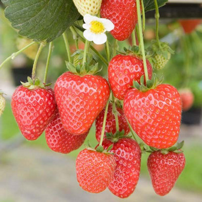 Carbeth Plants 6 X Strawberry Buddy Bare RootsHigh Yielding Fruit Plants For Beginners from B&Q