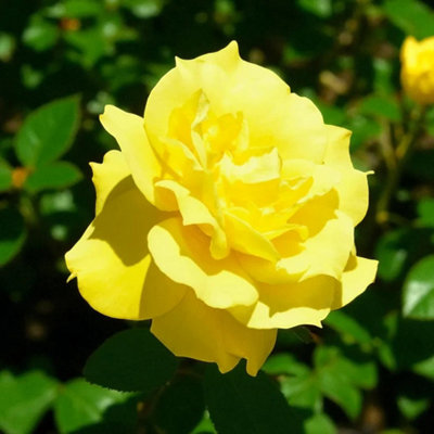 Carbeth Plants Rose Bush Mountbatten In 3 Litre PotFragrant Bi-Coloured Floribunda Rose Plant from B&Q