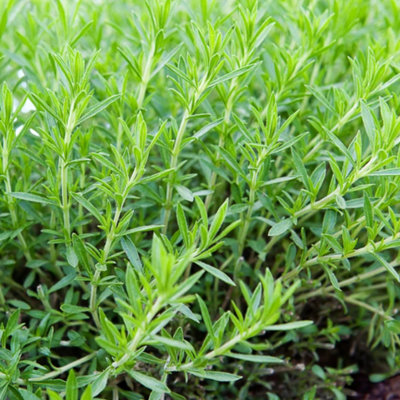 Carbeth Plants Tarrogan Herb Plant In 14Cm PotIdeal For GardenPatio & Kitchen from B&Q