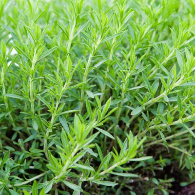 Carbeth Plants 2 X Tarrogan Herb Plants In 14Cm PotIdeal For GardenPatio & Kitchen from B&Q