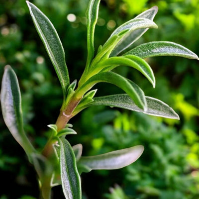 Carbeth Plants Winter Savory Plant In 14Cm PotIdeal For GardenPatio & Kitchen from B&Q