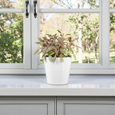 Carbeth Plants 2 X Purple Sage Plants In 14Cm PotIdeal For GardenPatio & Kitchen from B&Q