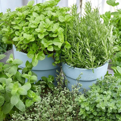 Carbeth Plants Rosemary Herb Plant In 18Cm PotFresh Culinary Herbs For GardenPatio & Kitchen from B&Q