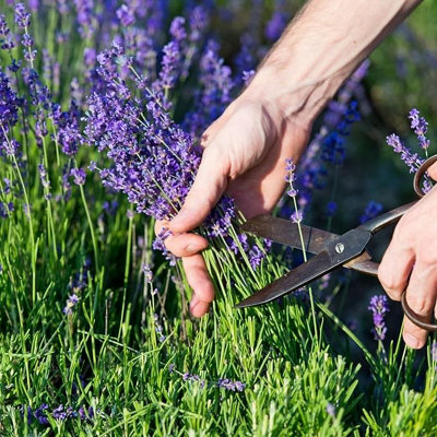 Carbeth Plants Lavender Herb Plant In 25Cm PotFresh Culinary Herbs For GardenPatio & Kitchen from B&Q