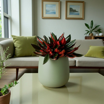 Carbeth Plants 2 X Echeveria Agavoides Ebony In 8.5Cm PotEbony Wax Agave Variegated Succulent Houseplant from B&Q