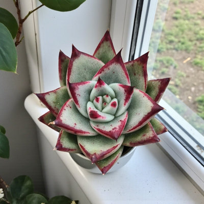 Carbeth Plants 3 X Echeveria Agavoides Ebony In 8.5Cm PotEbony Wax Agave Variegated Succulent Houseplant from B&Q