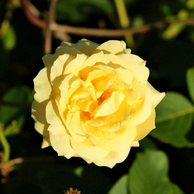 Carbeth Plants Rose Bush Chinatown In 3 Litre PotFragrant Bi-Coloured Floribunda Rose Plant from B&Q