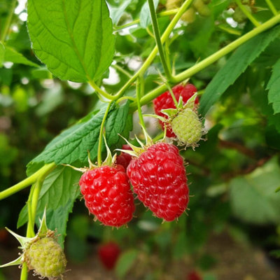 Carbeth Plants Raspberry Glen Dee Fruit Plant In 9Cm PotEasy Grow Fruit Bush For Gardens & Allotments from B&Q