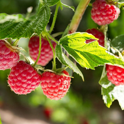 Carbeth Plants Raspberry Tulameen Pearl Fruit Plant In 9Cm PotEasy Grow Fruit Bush For Gardens & Allotments from B&Q