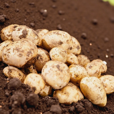 Carbeth Plants Seed Potato Golden Wonder 11 TubersLate Maincrop High Yielding Potato Tubers from B&Q
