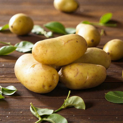 Carbeth Plants Seed Potato International Kidney 11 TubersEarly Maincrop Waxy New Potatoes from B&Q