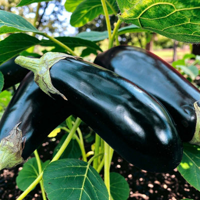 B&Q -  Aubergine Money Maker Vegetable Plant9Cm PotEasy Grow Kitchen Garden