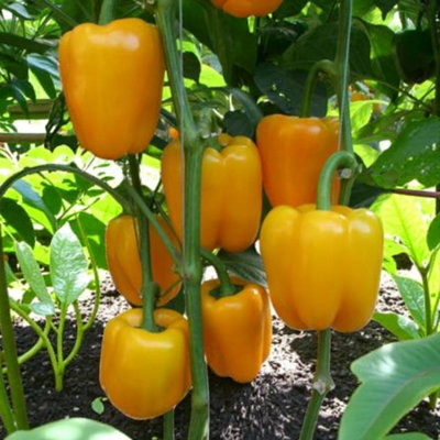B&Q -  Bell Pepper Bright Star Vegetable Plant9Cm PotEasy Grow Kitchen Garden