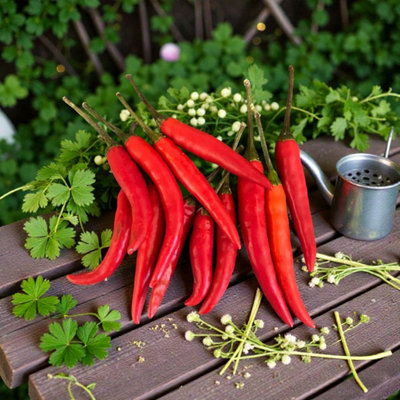 B&Q -  6 X Chilli Pepper Birdseye Vegetable Plant9Cm PotEasy Grow Kitchen Garden