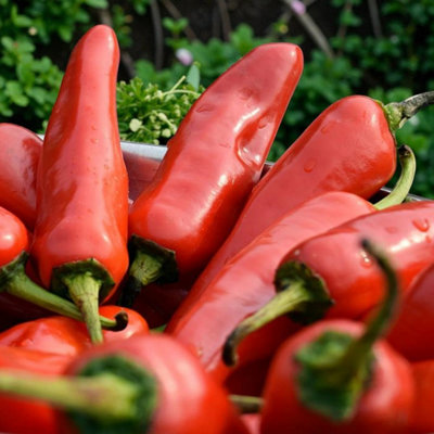 B&Q -  Chilli Pepper Fresno Vegetable Plant9Cm PotEasy Grow Kitchen Garden