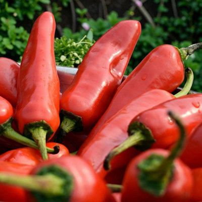B&Q -  3 X Chilli Pepper Fresno Vegetable Plant9Cm PotEasy Grow Kitchen Garden