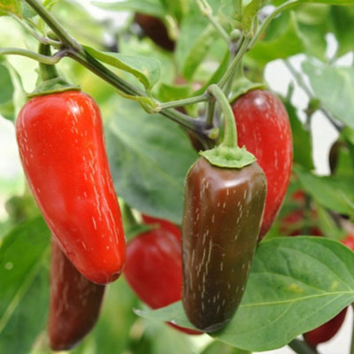 B&Q -  6 X Chilli Pepper Jalapeno Vegetable Plant9Cm PotEasy Grow Kitchen Garden