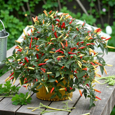 Carbeth Plants Chilli Pepper Tri Colour Vegetable Plant9Cm PotEasy Grow Kitchen Garden from B&Q