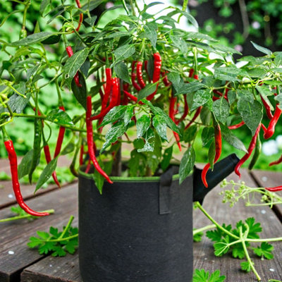 B&Q -  Chilli Pepper Vindaloo Vegetable Plant9Cm PotEasy Grow Kitchen Garden