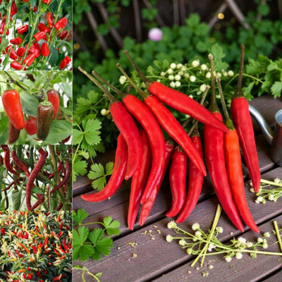 B&Q -  Chilli Pepper Collection In 9Cm PotMix Of 6 Vegetable PlantsEasy Grow Kitchen Garden